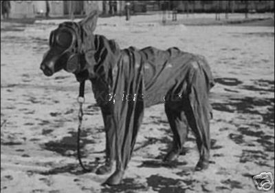 Пес в химзащите.jpg