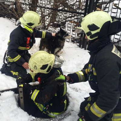 собака из колодца 2.jpg