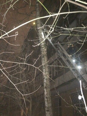 Кошка в Одинцово1.jpg