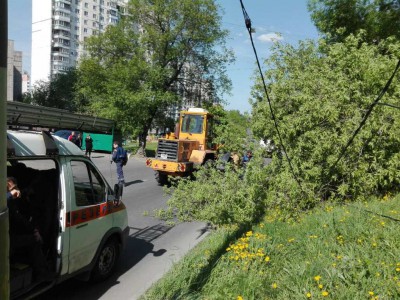 Дерево упало.jpg